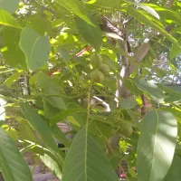 خانه باغ|فروش خانه و ویلا|خضر آباد, |دیوار