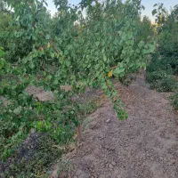 باغ در ارباتان مرند|فروش خانه و ویلا|یامچی, |دیوار