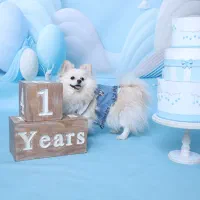 سگ پامرانین روباهی سایز ریز