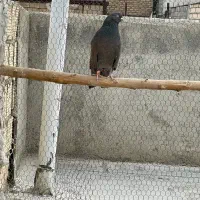 کبوتر سرور|پرنده|مشکین‌دشت, |دیوار