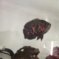 ماهی اسکار|ماهی|آستانه اشرفیه, |دیوار