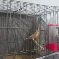 پرنده زینتی