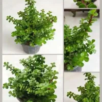 گل اپارتمانی برکه