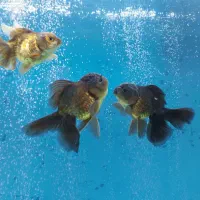 ماهی|ماهی|مرند, |دیوار