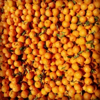 فروش انواع نخل خرما درخت مرکبات|خدمات باغبانی و درختکاری|کاشان, الغدیر|دیوار