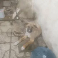 سگ. نگهبان|سگ|شیراز, بریجستون|دیوار