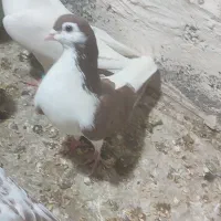 کفتر یا کبوتر|پرنده|چناران, |دیوار