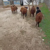 بره.توقلی. گوسفند|حیوانات مزرعه|سیمین شهر, |دیوار