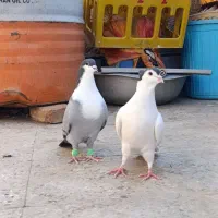 ریش سبز .خال سیاه افغان . کله سرخ زرد چپ سیاه نقش|پرنده|بیرجند, |دیوار