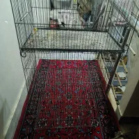 قفس درحد نو