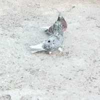 کبوتر دم سفید