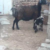 یک راس بره دار دورشت و هیکلی عروسک صحیح سالم|حیوانات مزرعه|گنبد کاووس, |دیوار