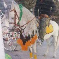 اموزش سوار کاری