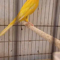 قناری،طلایی ماده