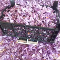 زعفران ارمند ،عطر و رنگ واقعی|خوردنی و آشامیدنی|ارمند, |دیوار