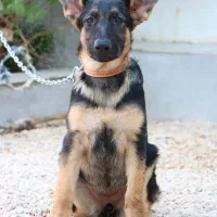 فروش ۶ قلاده توله سگ ژرمن