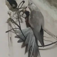 جفت عروس هلندی وایت فیس نسکافه ای با تخم