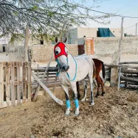 اسب مادیون با کره|اسب و تجهیزات اسب‌سواری|قشم, |دیوار