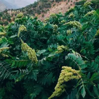 فروش نهال سماق درجه یک و دیمی