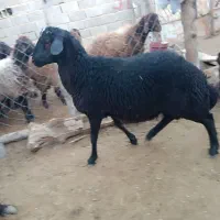بز جوان ارزان و بره نر هترو|حیوانات مزرعه|دامغان, |دیوار