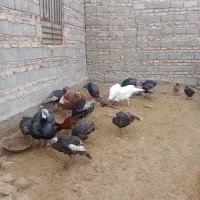 بوقلمون محلی چاق و چله