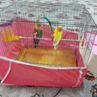 جفت طوطی برزیلی|پرنده|شاهین‌شهر, مسکن مهر|دیوار