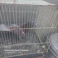 ۶تا کفتر قلمرو مقبول|پرنده|مشهد, هفده شهریور|دیوار