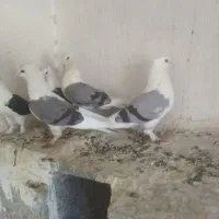 بوشهری|پرنده|خورموج, |دیوار