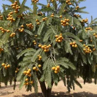 کود دهی و تعویض خاک