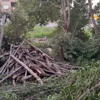 برشکاری چوب و هرس کاری باغبانی خرید چوب تناچ بالا|خدمات باغبانی و درختکاری|اهواز, گلستان|دیوار