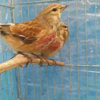 قناری جوجه سهره سینه سرخ