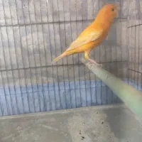 قناری|پرنده|تهران, مینابی|دیوار