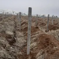 فنس کشی و نصب تیرچه|خدمات باغبانی و درختکاری|ابهر, |دیوار