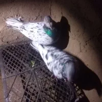 کبوتر|پرنده|فیروزه, |دیوار