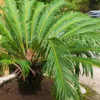 سیکاس|گل و گیاه طبیعی|لاهیجان, آهندان|دیوار