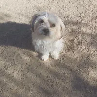 دوعددتوله به فروش میرسه به دلیل نداشتن مکان|سگ|سبزوار, رباط|دیوار