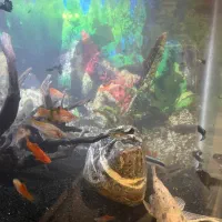 اکواریوم کوچیک شیشه خم شرکتی و تعدادی ماهی|ماهی|مشکین‌دشت, |دیوار