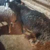 قوچ  فروشی|حیوانات مزرعه|فرمهین, |دیوار