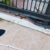 خرگوش،زیبا