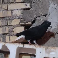 دمسفید در حمیدیه|پرنده|سوسنگرد, |دیوار