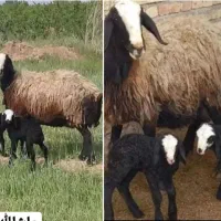 dseeie گوسفند شــ.ـال بره ارسـ.ــالی قوچ