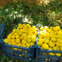 انجیر تازه شیرین آب چشمه