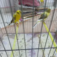 قناری رسمی بلند|پرنده|کهریزک, |دیوار