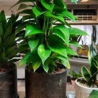 گل گیاه آپارتماتی