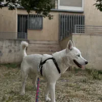 واگذاری سیبرین هاسکی|سگ|شیراز, معالی‌آباد|دیوار