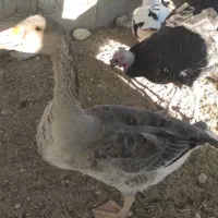 غاز محلی و اردک محلی طبیعی