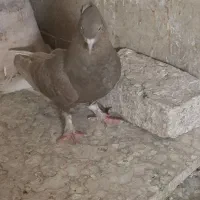 کفتر مشکی دم سفید