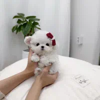 مالتیپو عروسکی و مالتیز عروسکی|سگ|تهران, پونک|دیوار