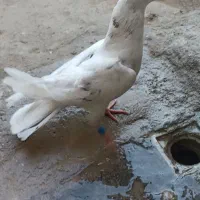 کبوتر پرشی غریب سبزوار