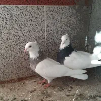 طوقی جفت|پرنده|اسفراین, |دیوار